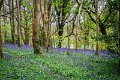 Bluebells and wild garlic in Rossmore Forest Park - May 2017 (7)